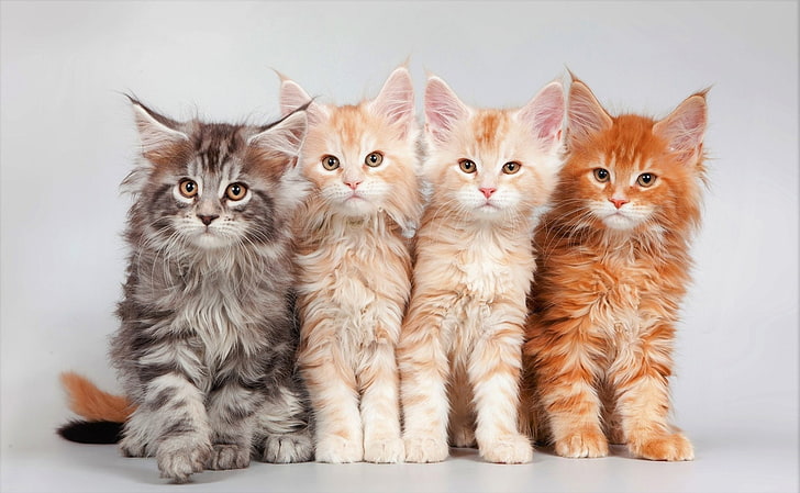 Cats, Animal, Baby Animal, Cute, Kitten, Maine Coon, HD wallpaper