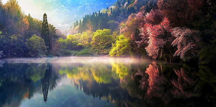 green-leafed trees, nature, spring, mist, lake, reflection, forest, HD wallpaper