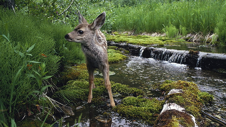 brown deer standing on green grass over body of water, animals