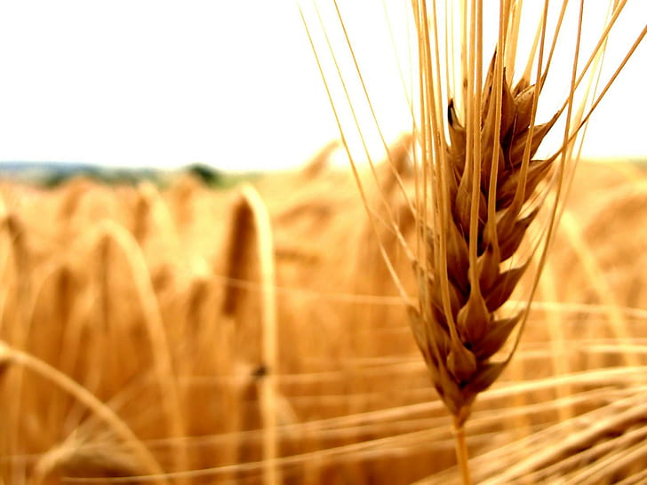 wheat, nature, spikelets, closeup
