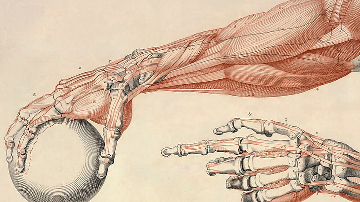 Featured image of post Wallpaper Anatomia Humana la informaci n m s completa sobre anatom a humana