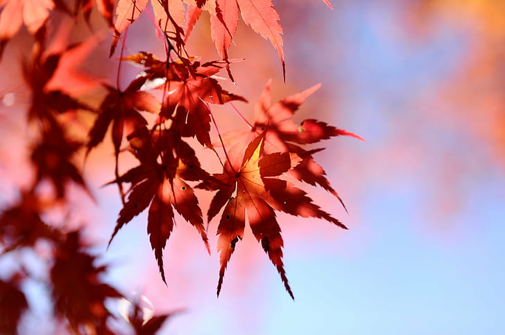 orange leaves tree, Obara, tints, Autumn colors, Washi, Furusato, HD wallpaper