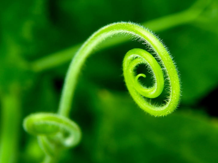 green plant, nature, plants, spiral, macro, green color, tendril, HD wallpaper