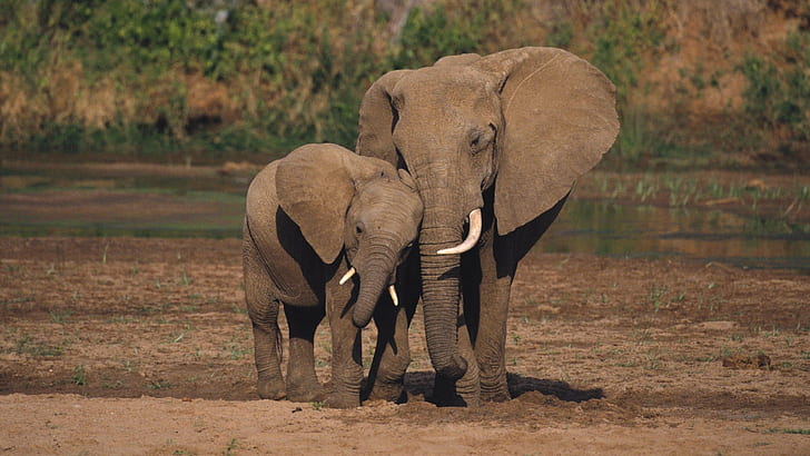 african, animals, baby, elephant, Elephants, kenya, National