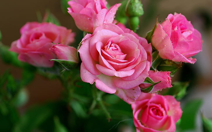 Beautiful pink rose flowers, dew, HD wallpaper