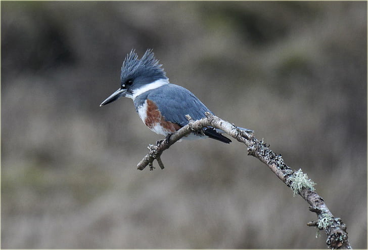 selective focus wildlife photography of gray long-beak bird on tree, HD wallpaper