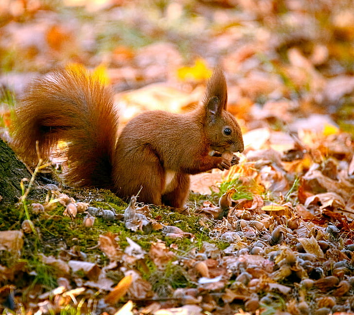 closeup photography of brown Squirrel eating nut during daytime, HD wallpaper