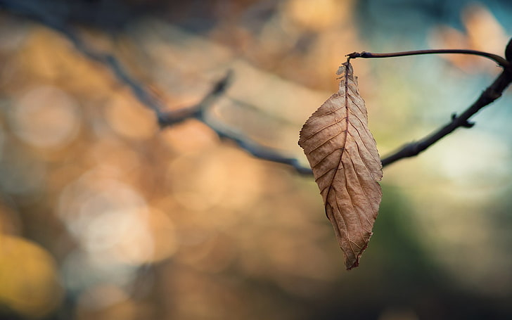 brown leaf, selective focus photography of withered leaf, nature, HD wallpaper