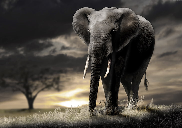 Elephant, savanna, sunset, clouds, animal, animal themes, one animal, HD wallpaper