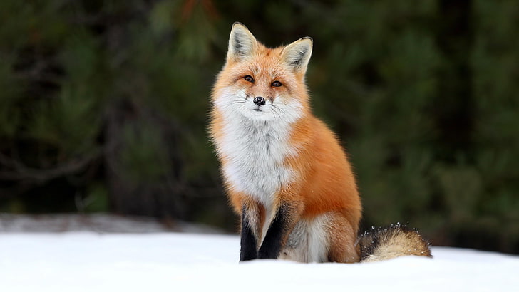 HD wallpaper: fox, winter, seating, wildlife, wild animal, snow | Wallpaper  Flare