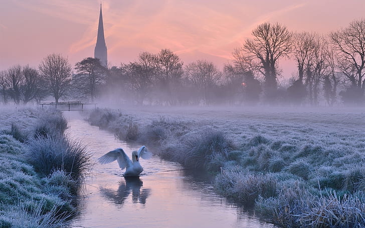 UK, England, Cathedral, winter, frost, river, trees, swan, dusk