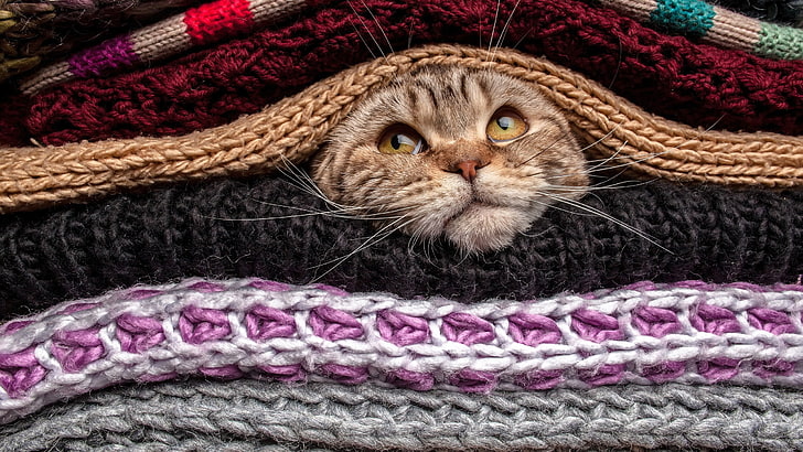 brown tabby cat, animals, pet, head, sweater, wool, domestic, HD wallpaper