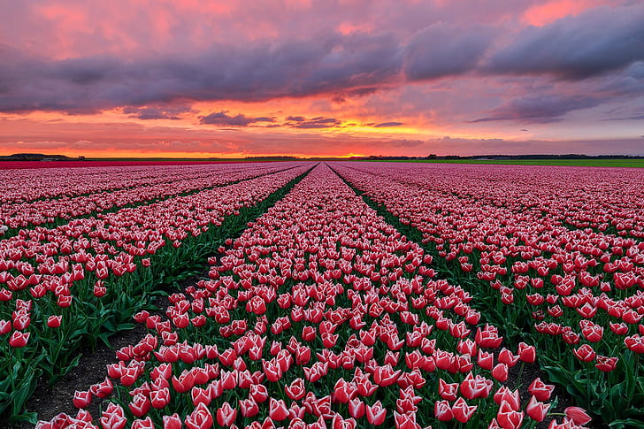 Hd Wallpaper Flowers Tulip Field Nature Netherlands Pink Flower