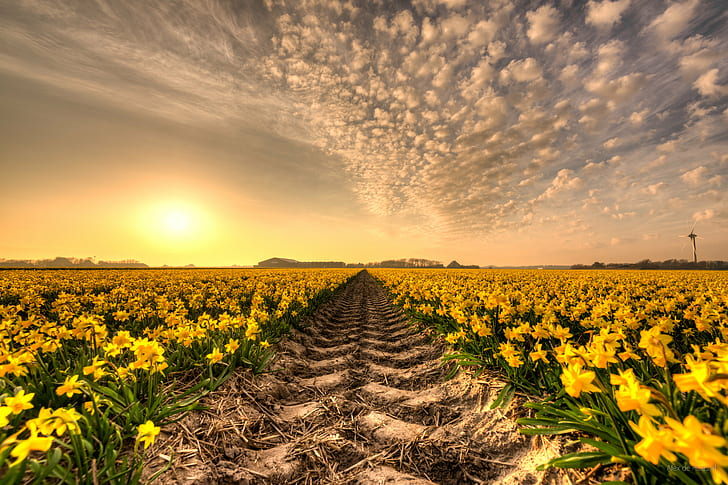 sun flower field, daffodil, dares, 35mm, D750, Dutch, skies, HDR, HD wallpaper