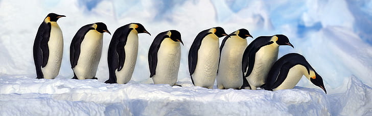 Emperor Penguins, Antarctica, snow, cold, HD wallpaper