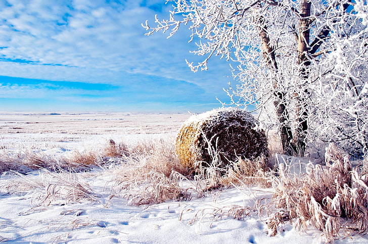 roll of hay, winter, field, nature, blue, tree, bale, rural Scene, HD wallpaper