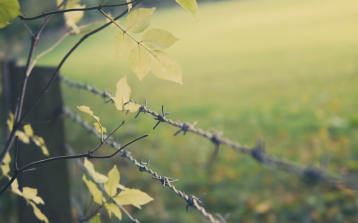 gray metal barbwire, green leafed plant, fence, depth of field, HD wallpaper