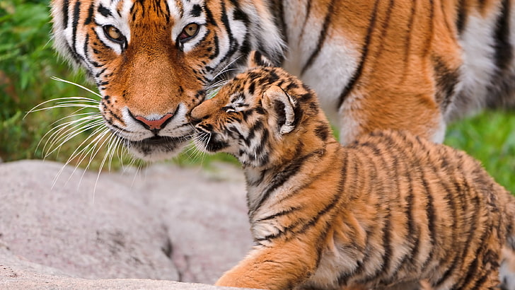 tiger cub, mom, cute, baby tiger, big cat, animal themes, feline, HD wallpaper