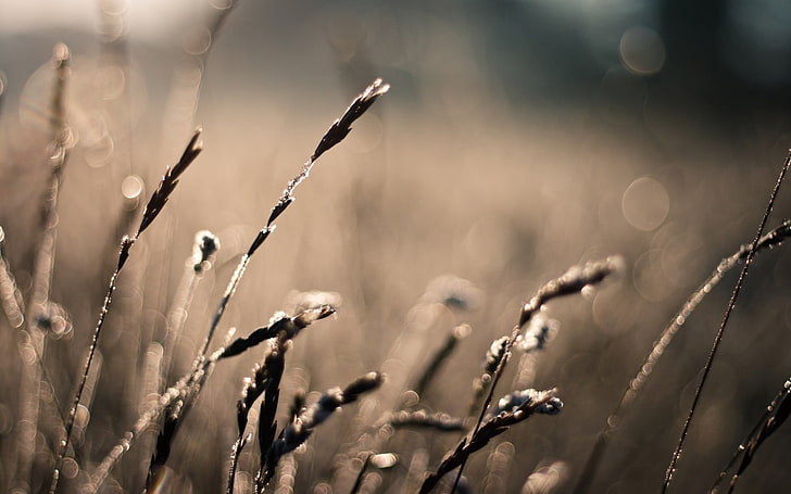 selective focus photography of grass, macro photography of grass, HD wallpaper
