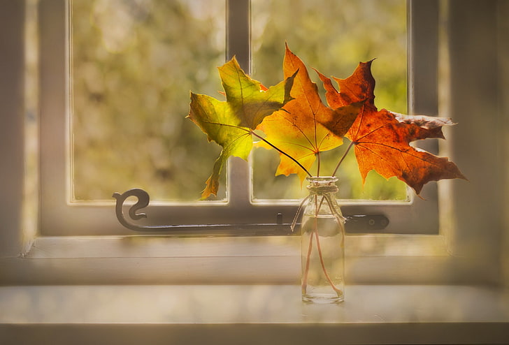 still life, leaves, window, leaf, autumn, plant part, nature