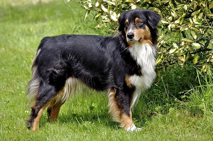 long-coated black and brown dog, australian shepherd, furry, grass