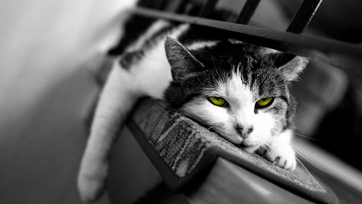 catling, rest, eyes, b&w, animals, black and white, yellow eyes, HD wallpaper
