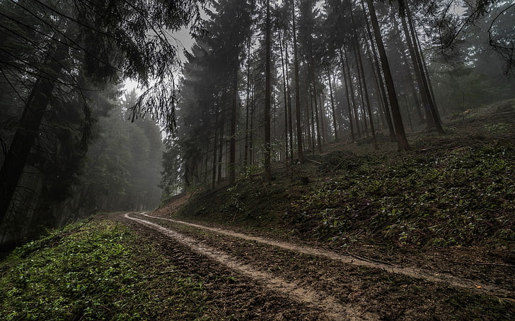brown pathway between trees, Germany, forest, road, mist, nature