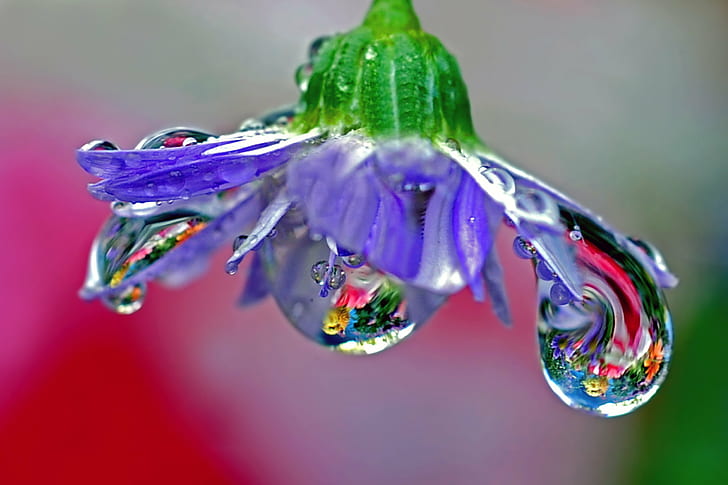macro photography of a purple flower with water drops, blown glass, HD wallpaper