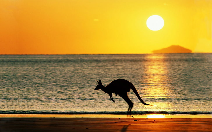 kangaroos, beach, Australia, Sun, sky, animals, red kangaroo, HD wallpaper