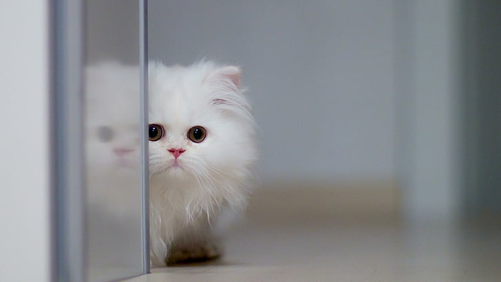 kitten, cat, animal, cute, fluffy, HD wallpaper