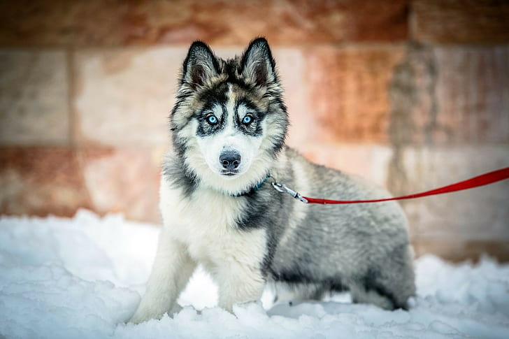 Siberian Husky dog, gray, blue, white, jerusalem, 2013, snow