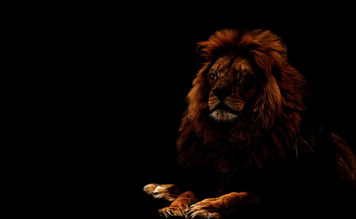 HD wallpaper: Lion, adult male lion, Aero, Black, lion - feline, animal,  copy space | Wallpaper Flare