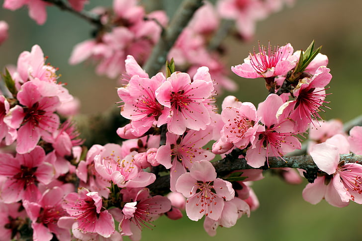 blossoms, bright, flowers, petals, pink, plum, spring, tender