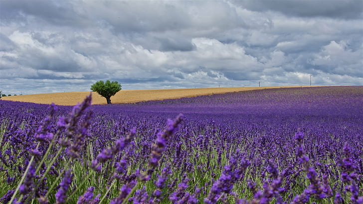 purple petaled flower field with green leaf tree under cloudy sky during daytime, HD wallpaper
