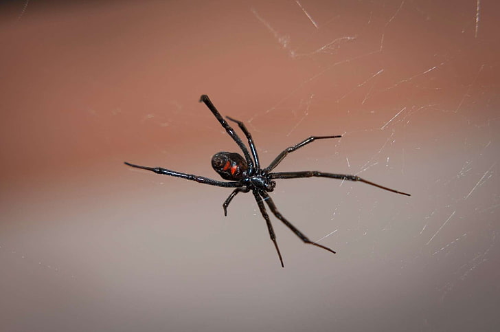 HD wallpaper: arachnid, black widow spider, danger, nature, poisonous,  portrait | Wallpaper Flare