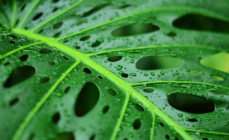 Wet Leaf, Aero, Macro, nature, natureza, green, leaves, folha, HD wallpaper