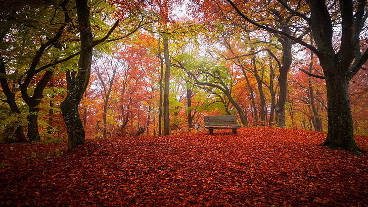 brown wooden bench, fall, trees, nature, autumn, plant, change, HD wallpaper