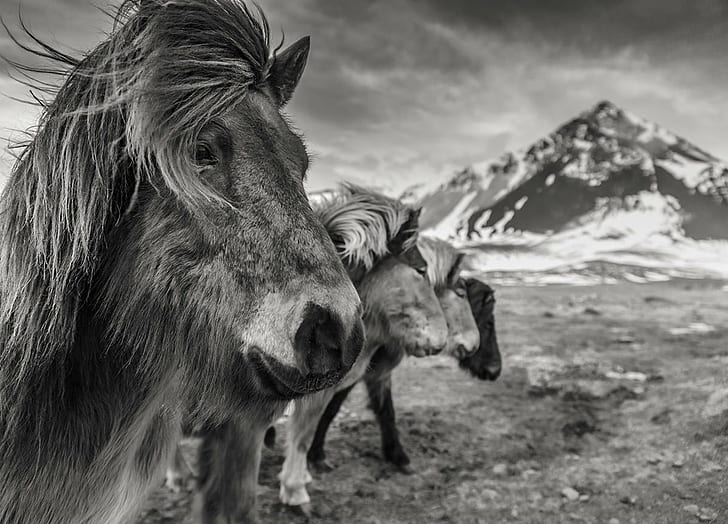 four horses grayscale photo, Pure Breed, Snaefellsnes, landscape
