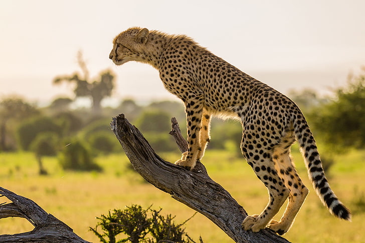 brown cheetah, tree, branch, Africa, wildlife, safari Animals, HD wallpaper