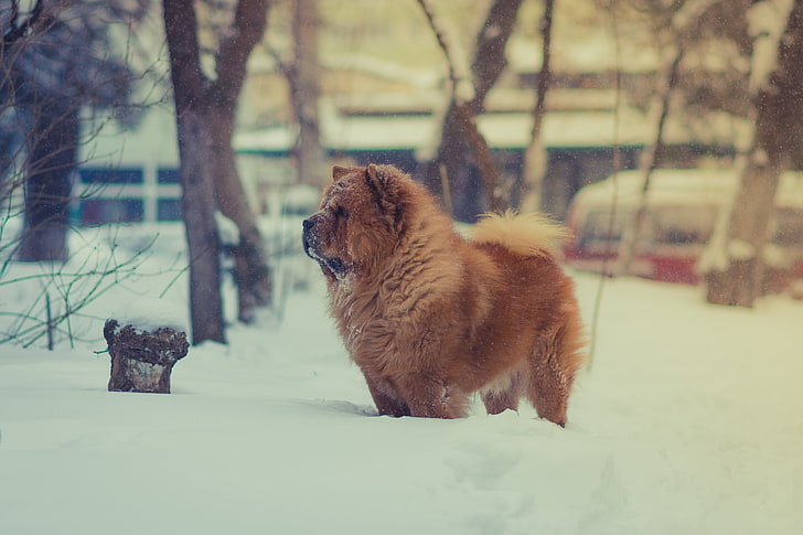 adult tan chow chow, dog, snow, animal, pets, winter, outdoors, HD wallpaper