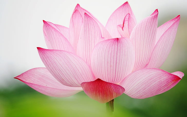 1680x1050px | free download | HD wallpaper: Pink lotus macro | Wallpaper  Flare