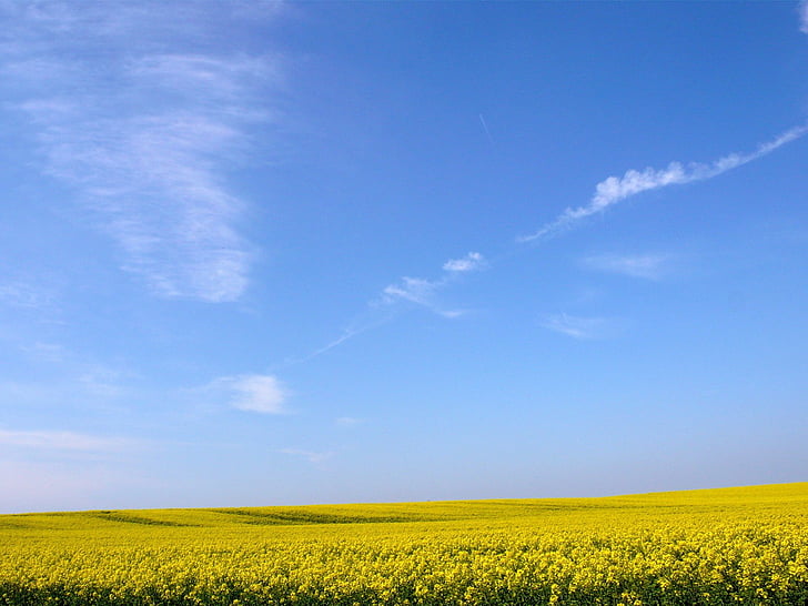 azul, cielo, naturaleza, trigo, HD wallpaper