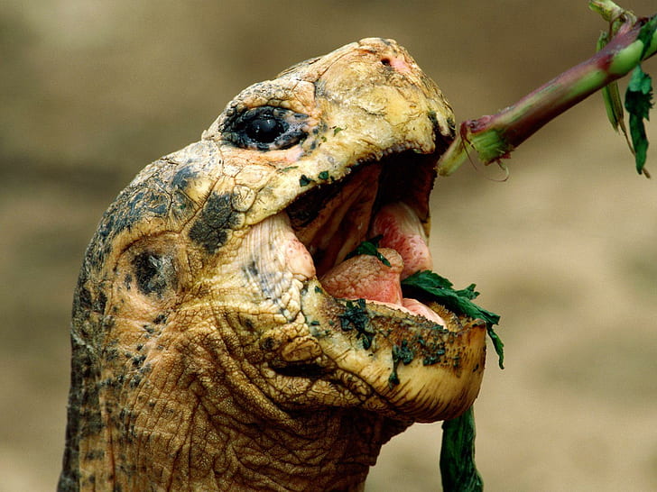 Animals, Turtle, Green, Head, Eating, Photography, Depth Of Field