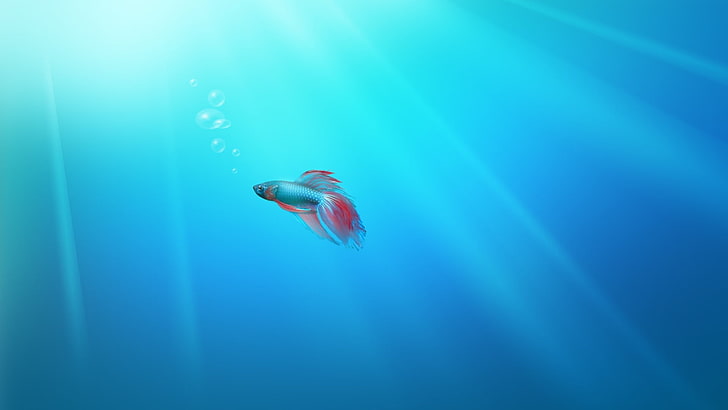silver and red betta fish, artwork, Windows 7, sea, bubbles, minimalism