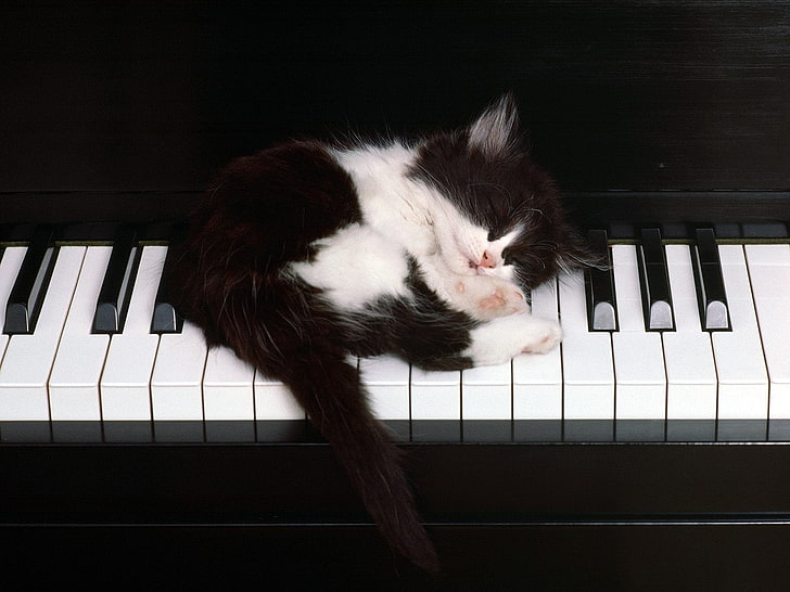 short-haired black and white kitten, Kitty, keys, sleeping, piano