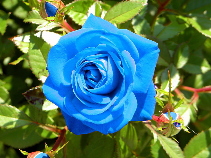 blue rose flower, buds, light, nature, rose - Flower, plant, petal, HD wallpaper