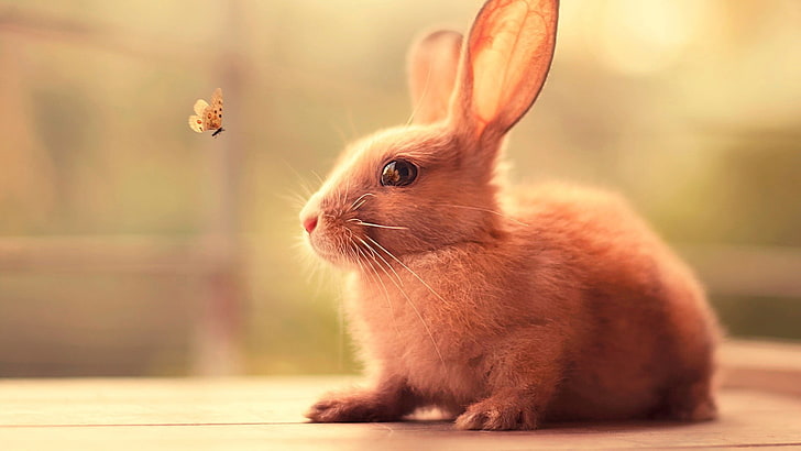 beige rabbit, rabbits, butterfly, animals, nature, insect, mammal