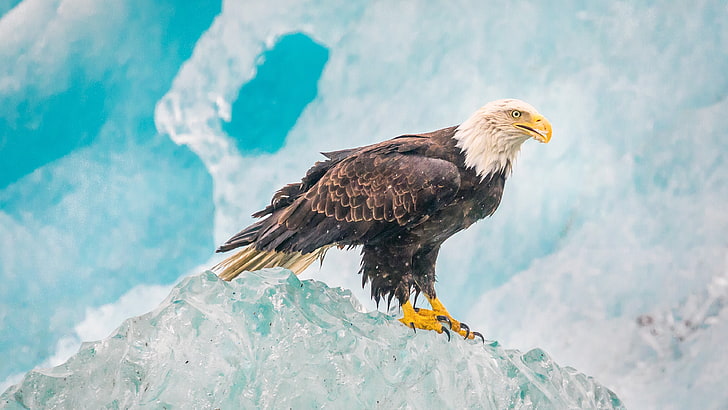 American bald eagle, bird, predator, ice, eagle - Bird, wildlife, HD wallpaper