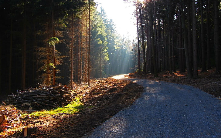 tall trees, forest, road, plant, land, tranquility, growth, tranquil scene