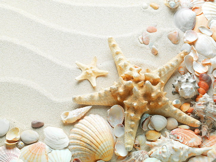 brown starfish, sand, sea, beach, summer, nature, the ocean, shell, HD wallpaper